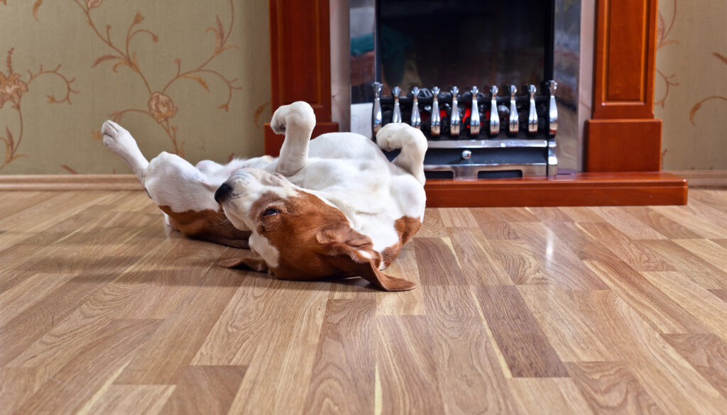 Low-Maintenance Pet-friendly Floors in San Antonio, TX