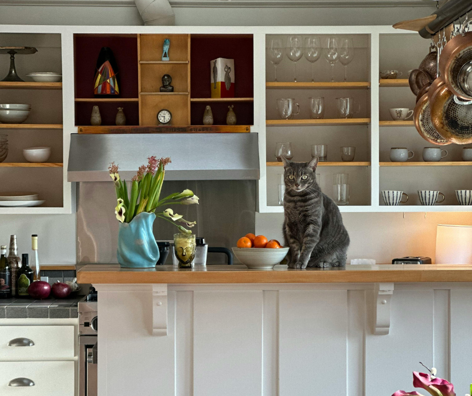 pet friendly easy maintenance flooring in San Antonio, TX