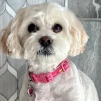 Kai O'Krent - CBO | Chief Barketing Officer | O'Krent Floors